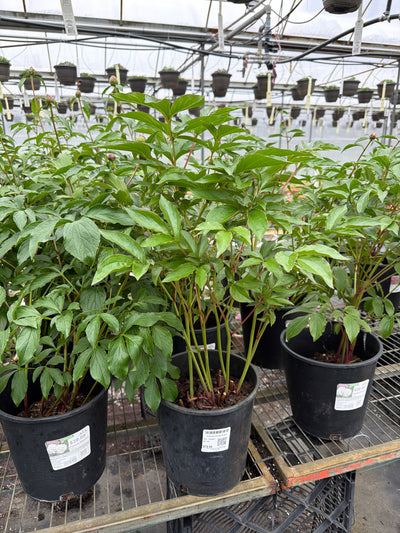 Paeonia Peony Festiva Maxima