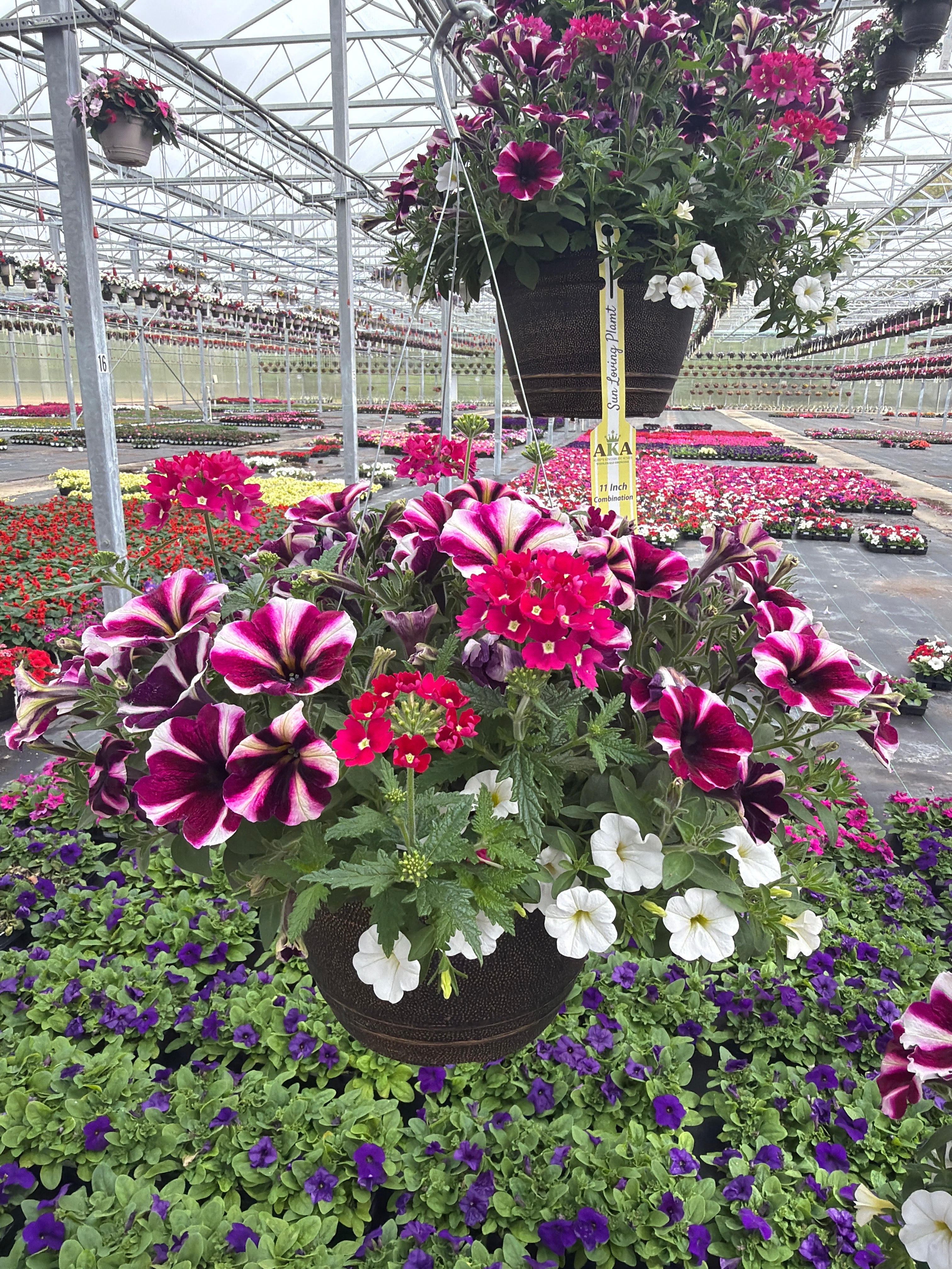 129 Raspberry Sorbet - 11" Hanging Basket