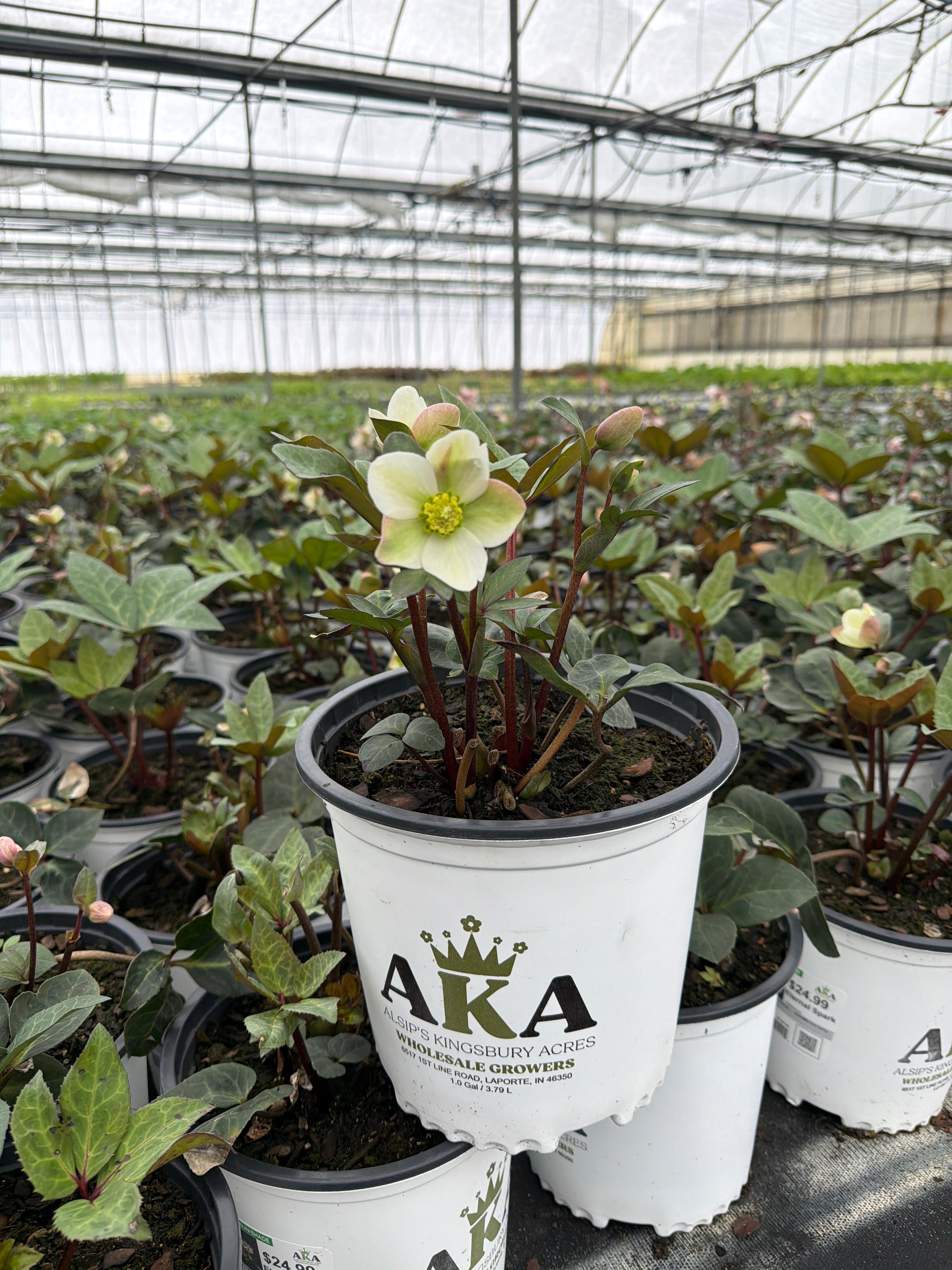 Helleborus Lenten Rose Eternal Spark