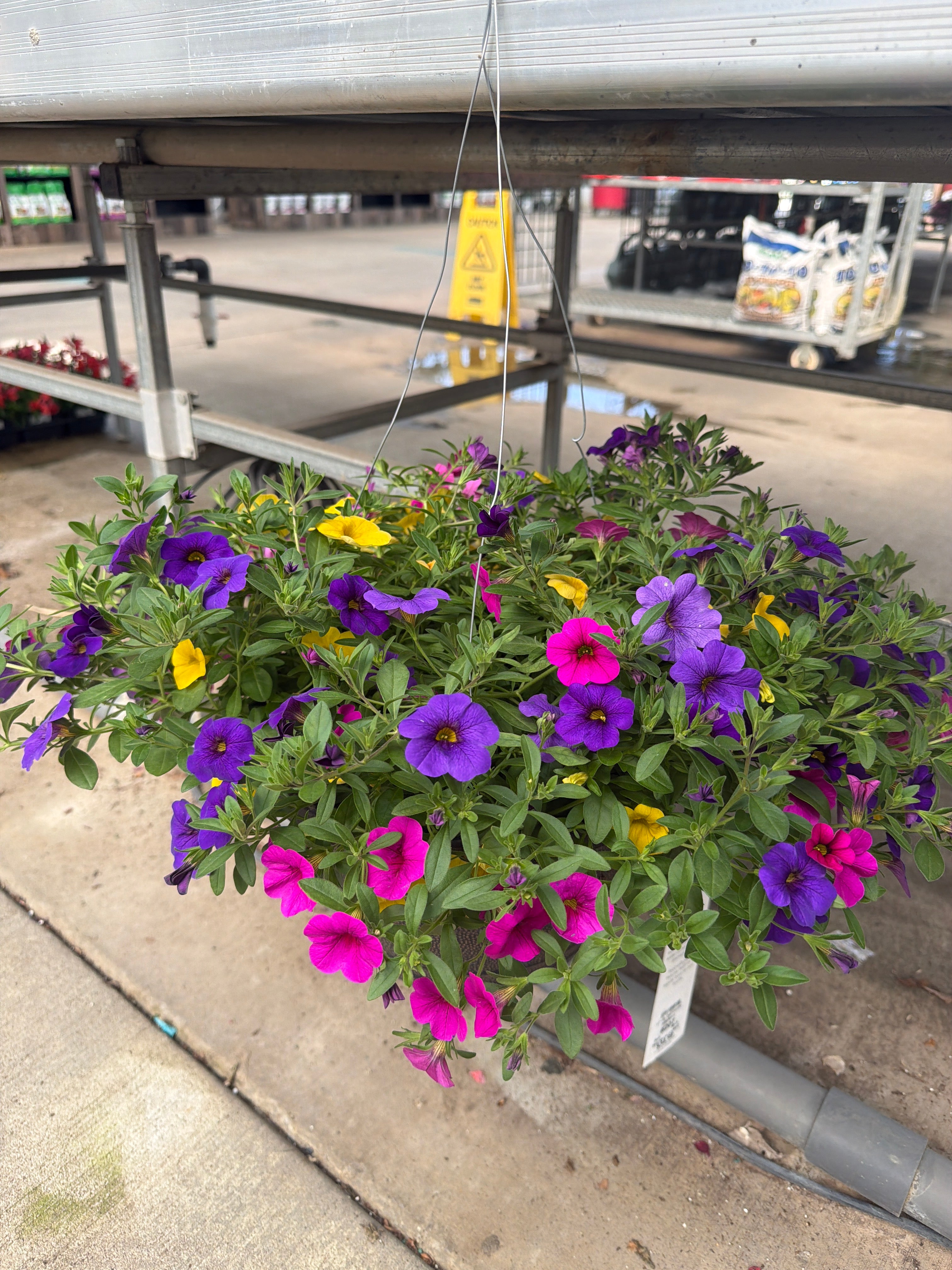 207 Calibrachoa Sundance - 11" Hanging Basket