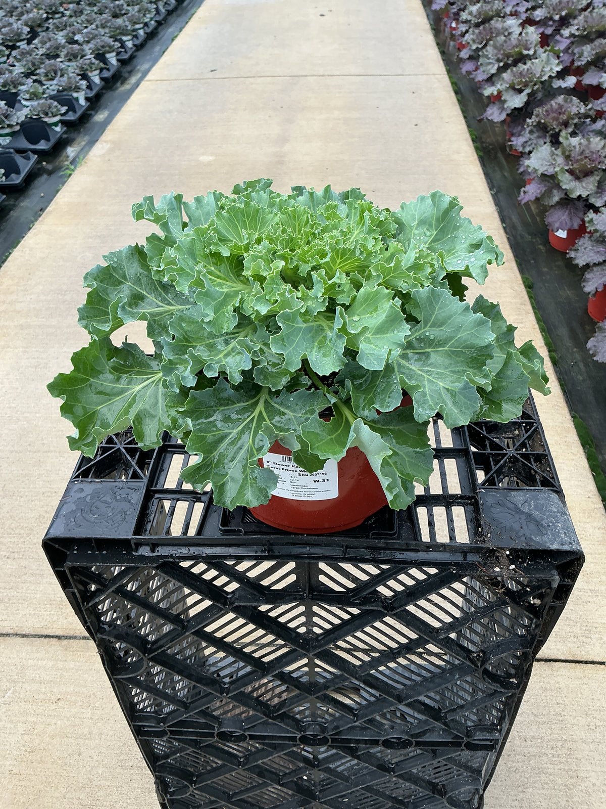 Coral Prince White Ornamental Kale - 8" Fall Annuals
