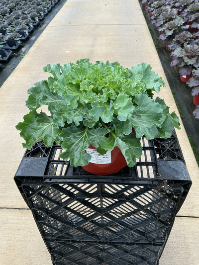 Coral Prince White Ornamental Kale - 8" Fall Annuals