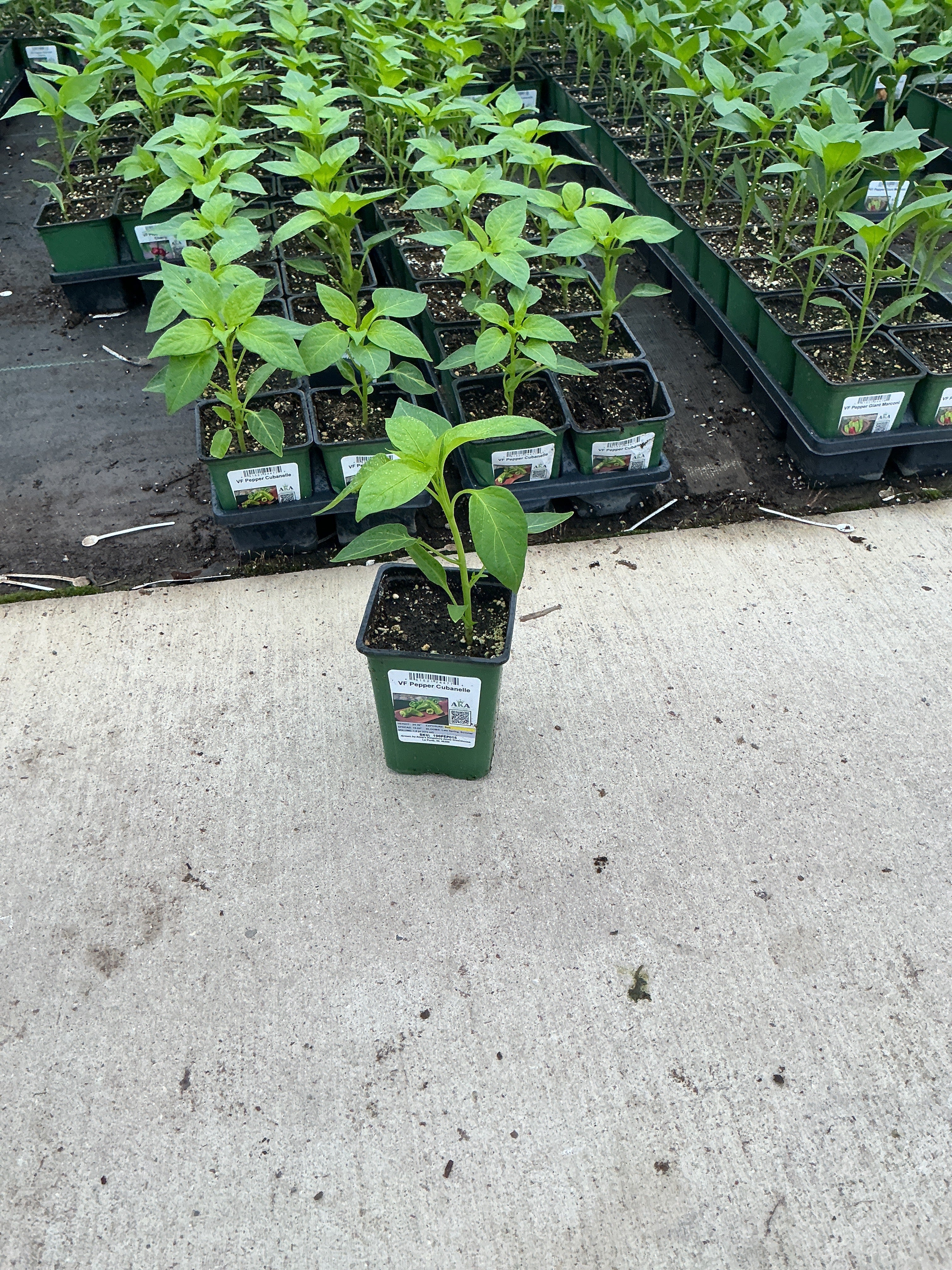 Pepper Cubanelle - 4" Potted Vegetable