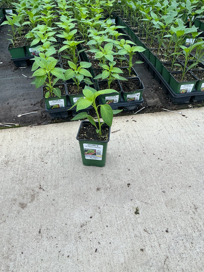 Pepper Cubanelle - 4" Potted Vegetable