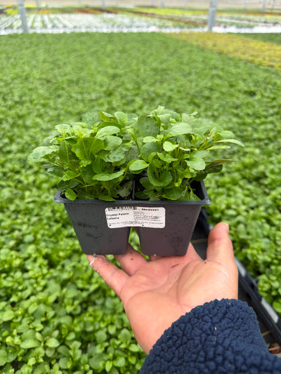 Lobelia Crystal Palace - 4 Pack Annual