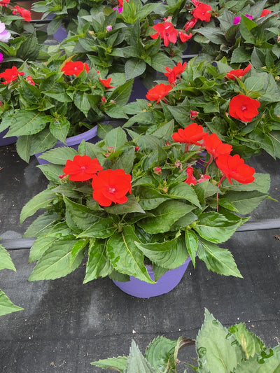 SunPatiens Electric Orange - 8" Planter