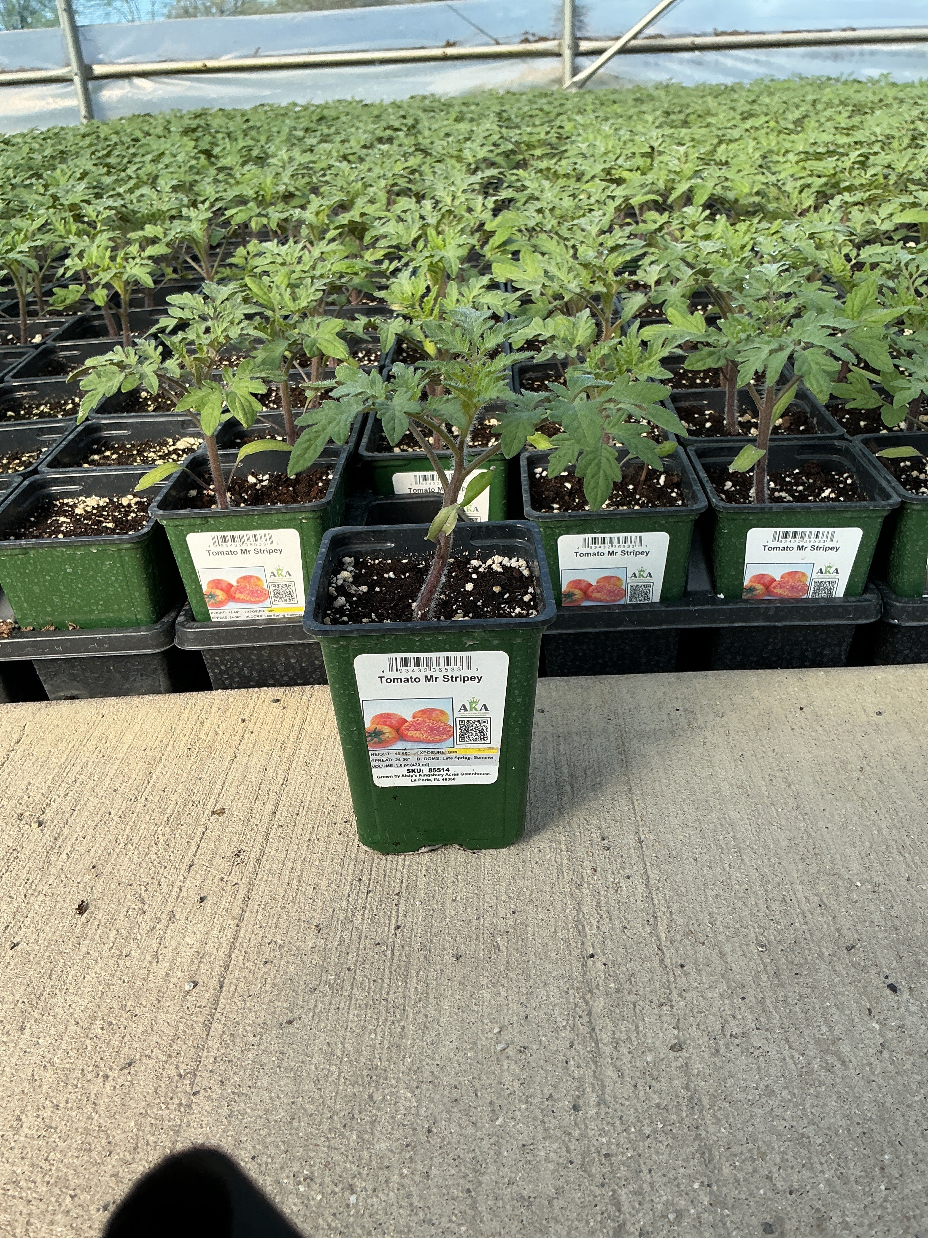 Tomato Mr Stripey - 4" Potted Vegetable