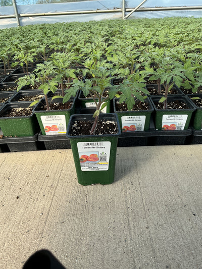 Tomato Mr Stripey - 4" Potted Vegetable