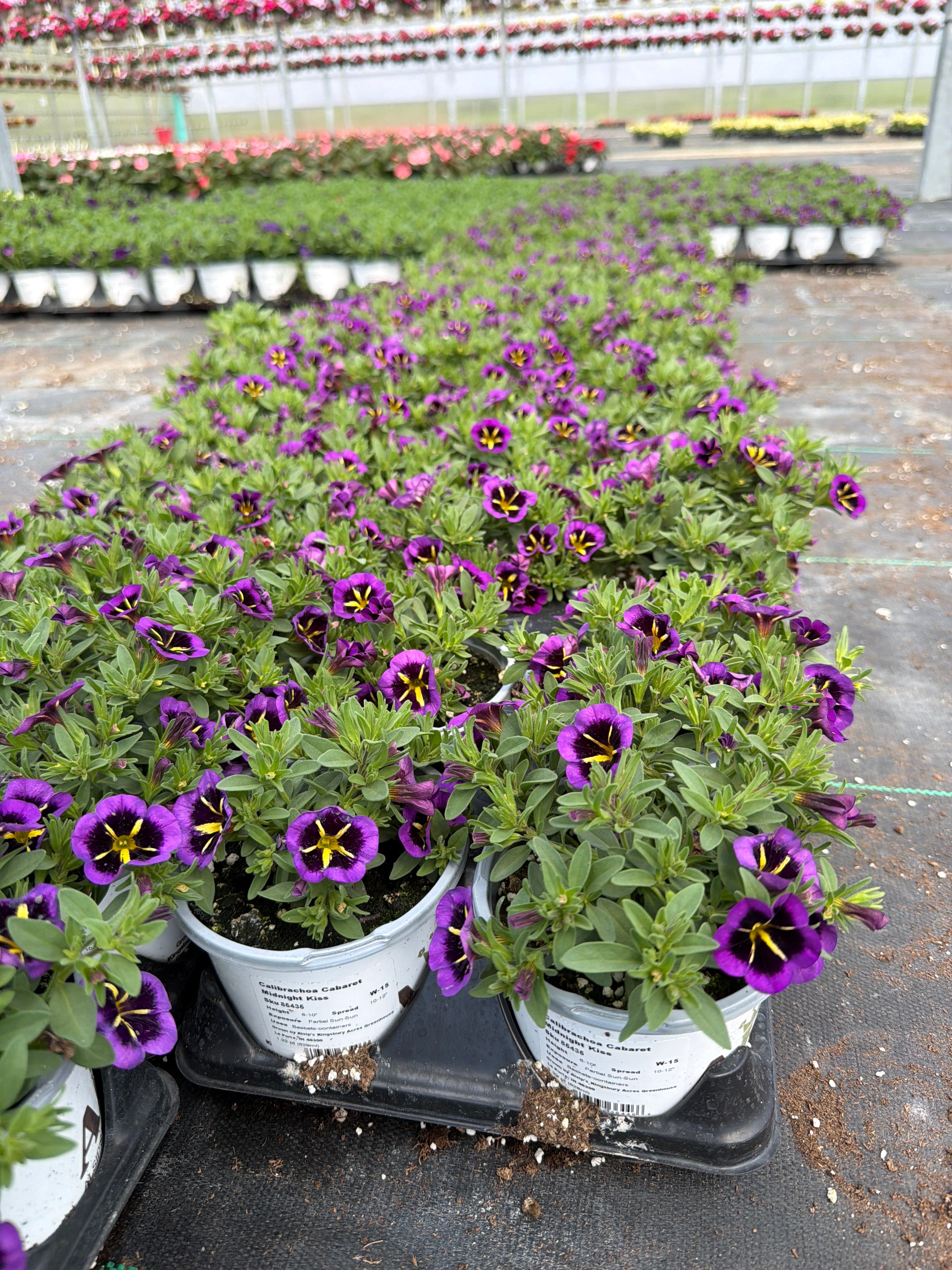 Calibrachoa Cabaret Midnight Kiss - 4.33" Premium Annual