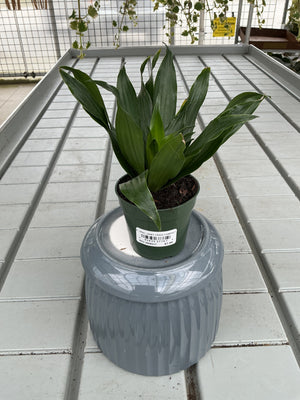 DRACAENA JANET CRAIG COMPACTA