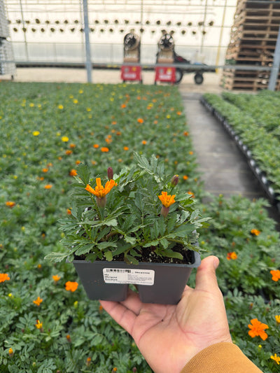 Marigold Bonanza Mix - 4 Pack Annual