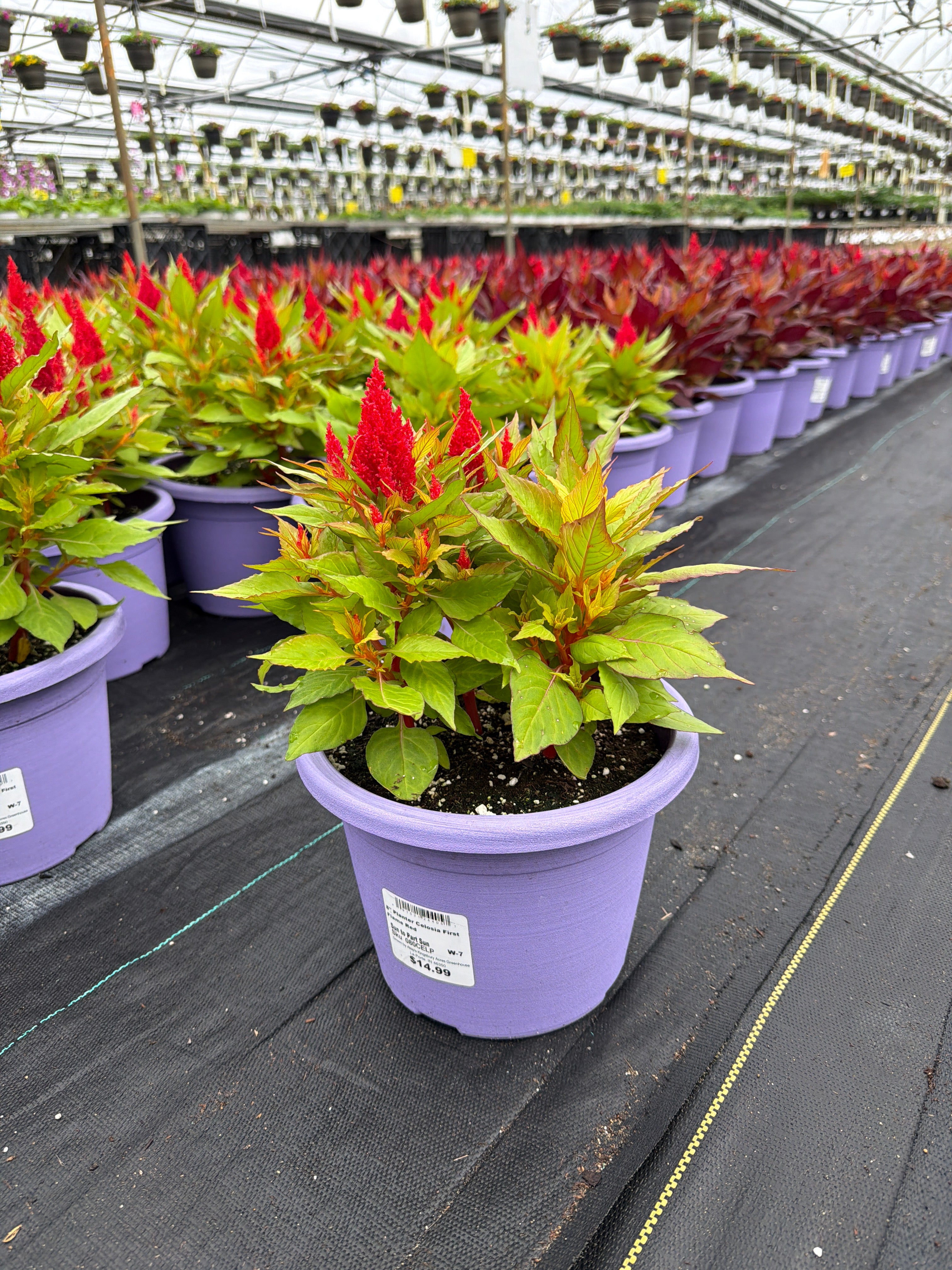 Celosia First Flame Red - 8" Planter