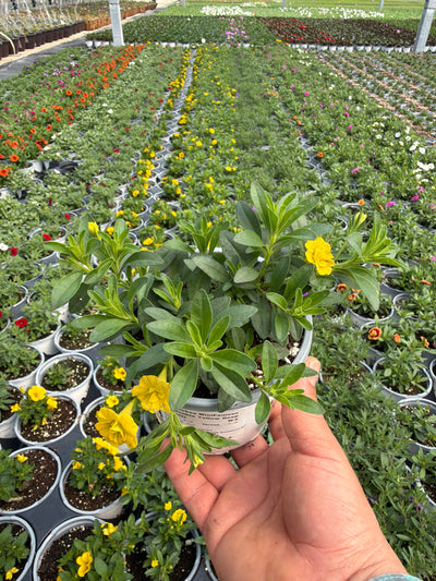 Calibrachoa MiniFamous Neo Double Yellow Deep - 4.33" Premium Annual