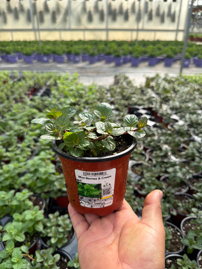 Mint Berries & Cream - 4.33" Potted Herb