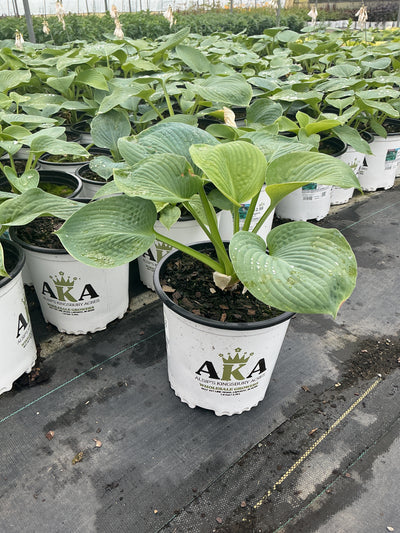 Hosta Plantain Lily Elegans
