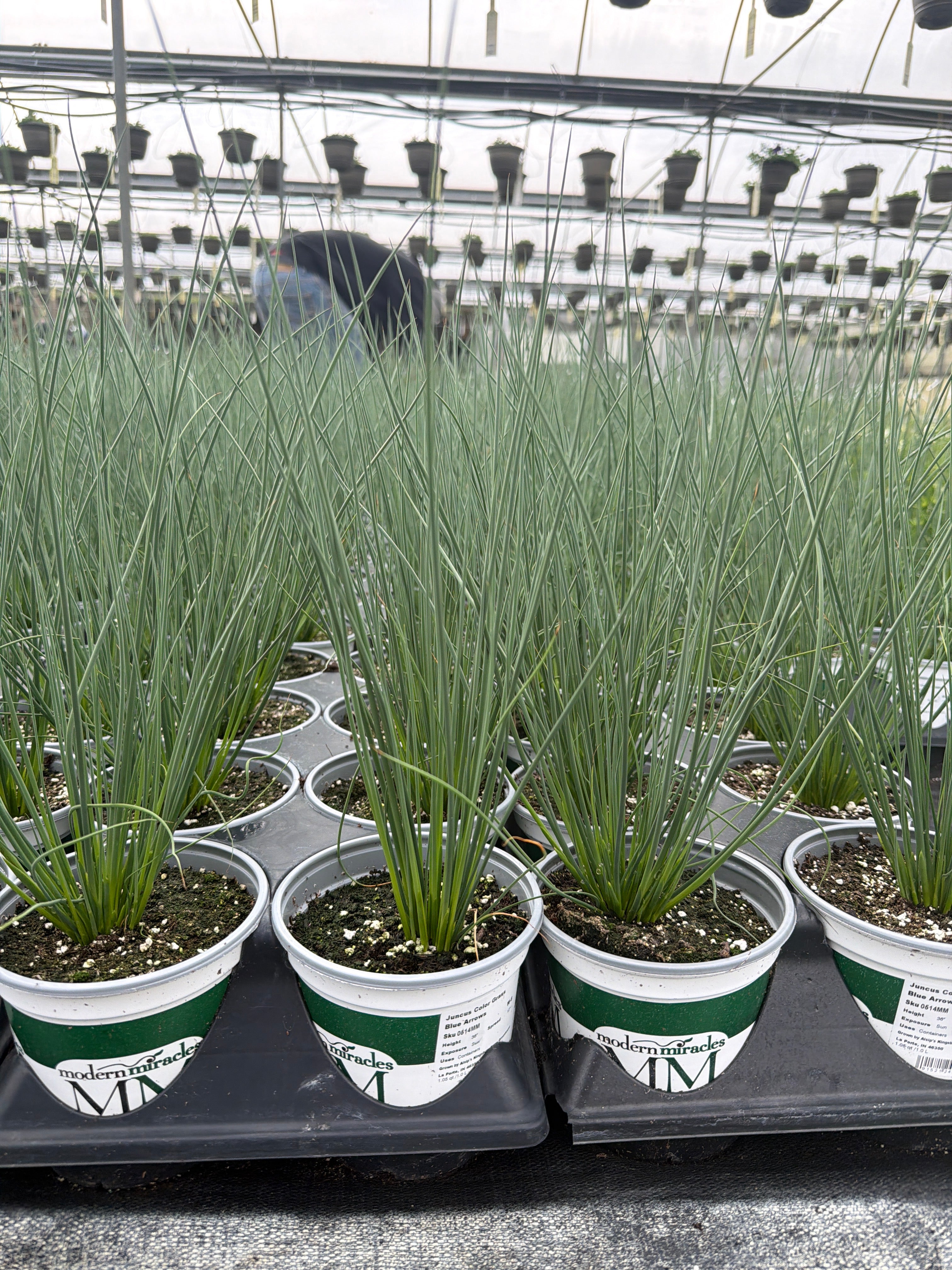 Juncus ColorGrass Blue Arrows - 5" Premium Thriller Annual