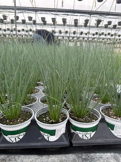 Juncus ColorGrass Blue Arrows - 5" Premium Thriller Annual