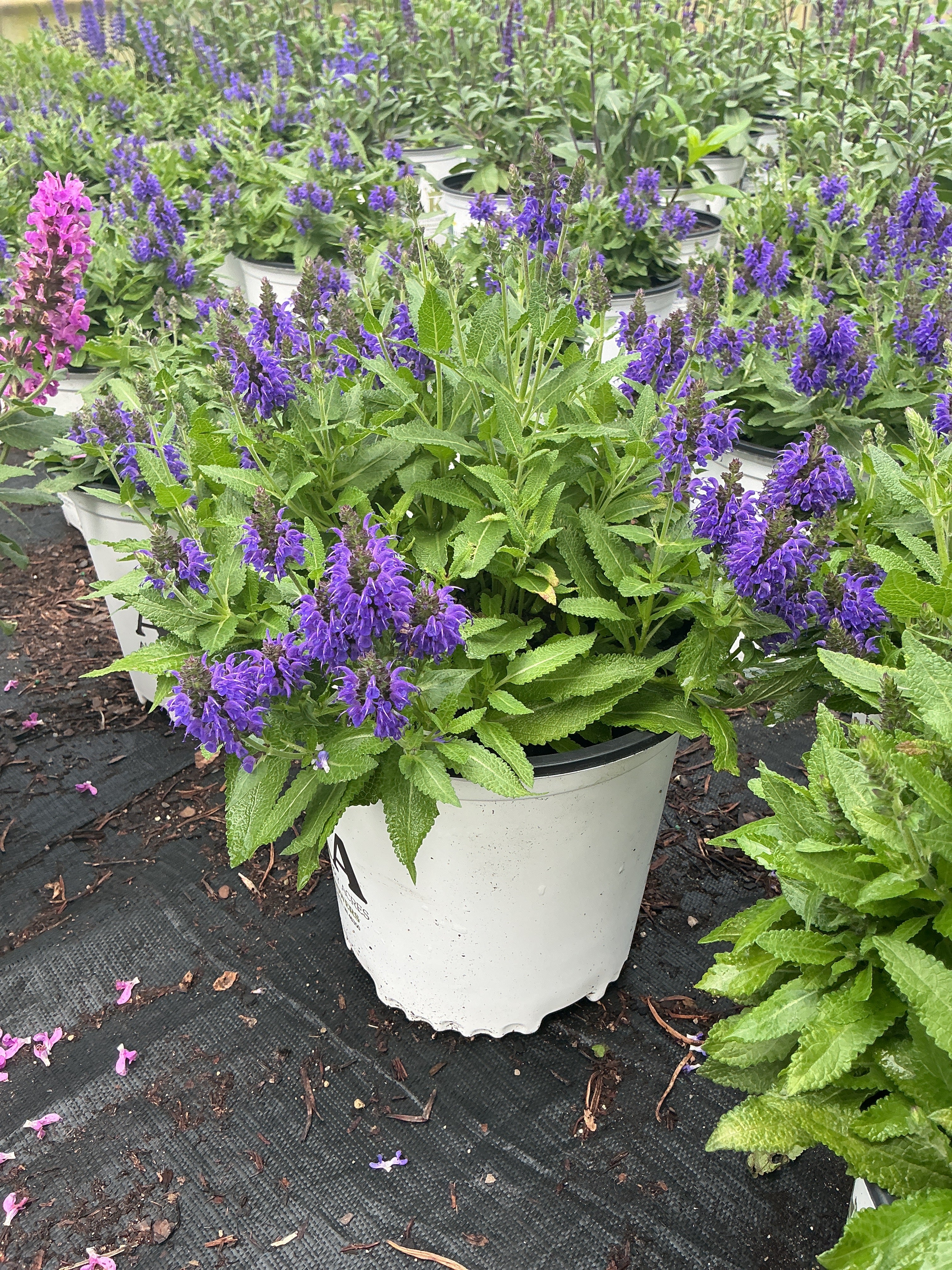 Salvia Sage Marcus