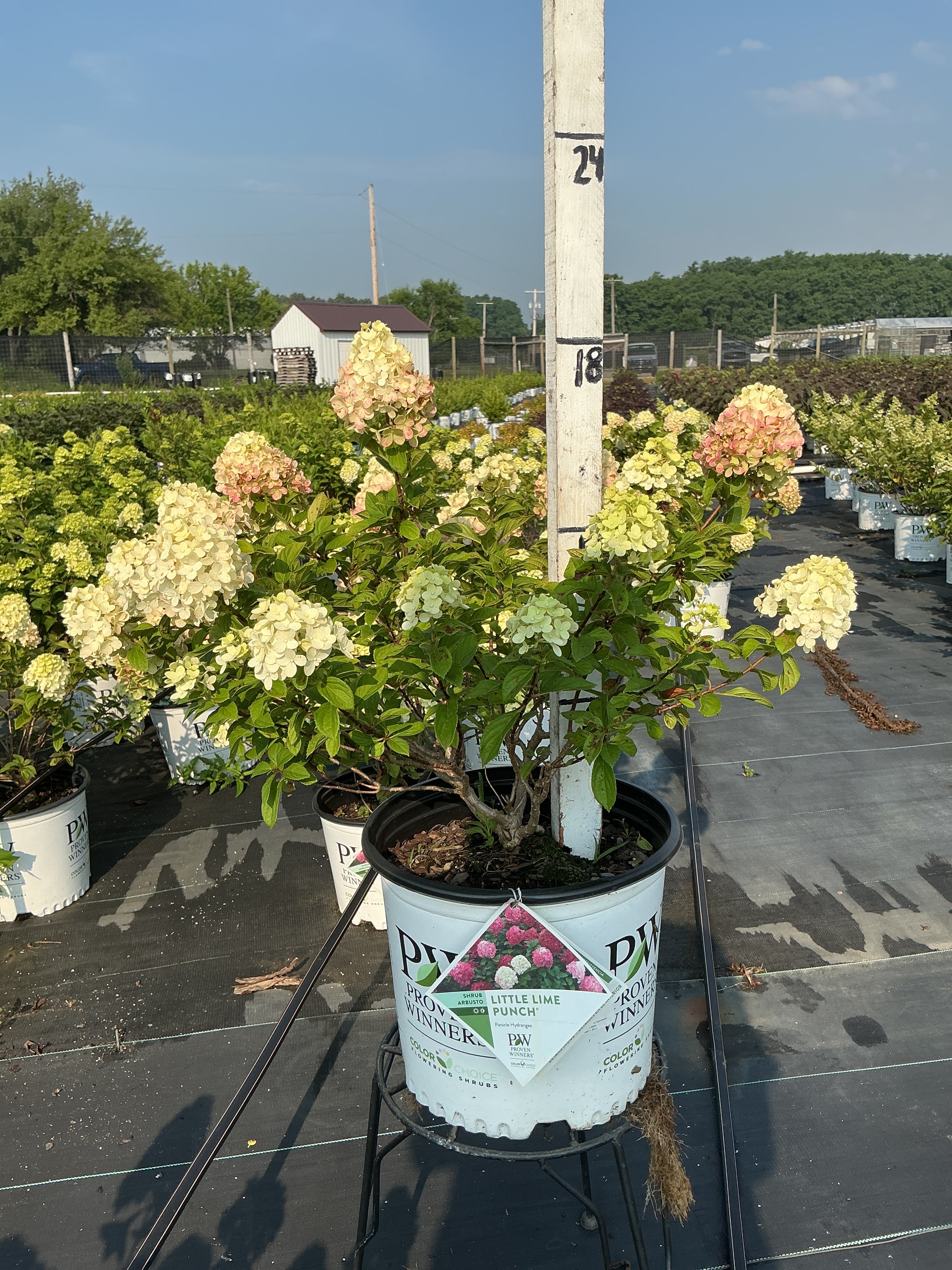 Hydrangea Little Lime Punch
