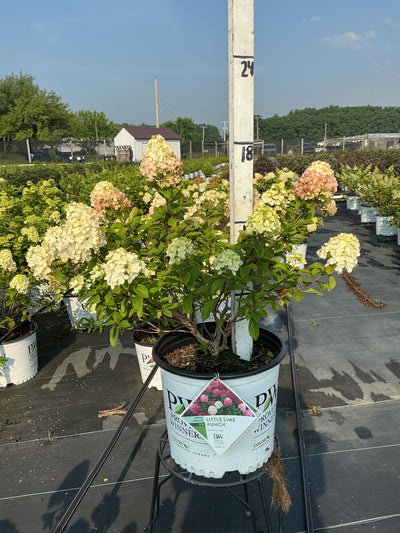 Hydrangea Little Lime Punch