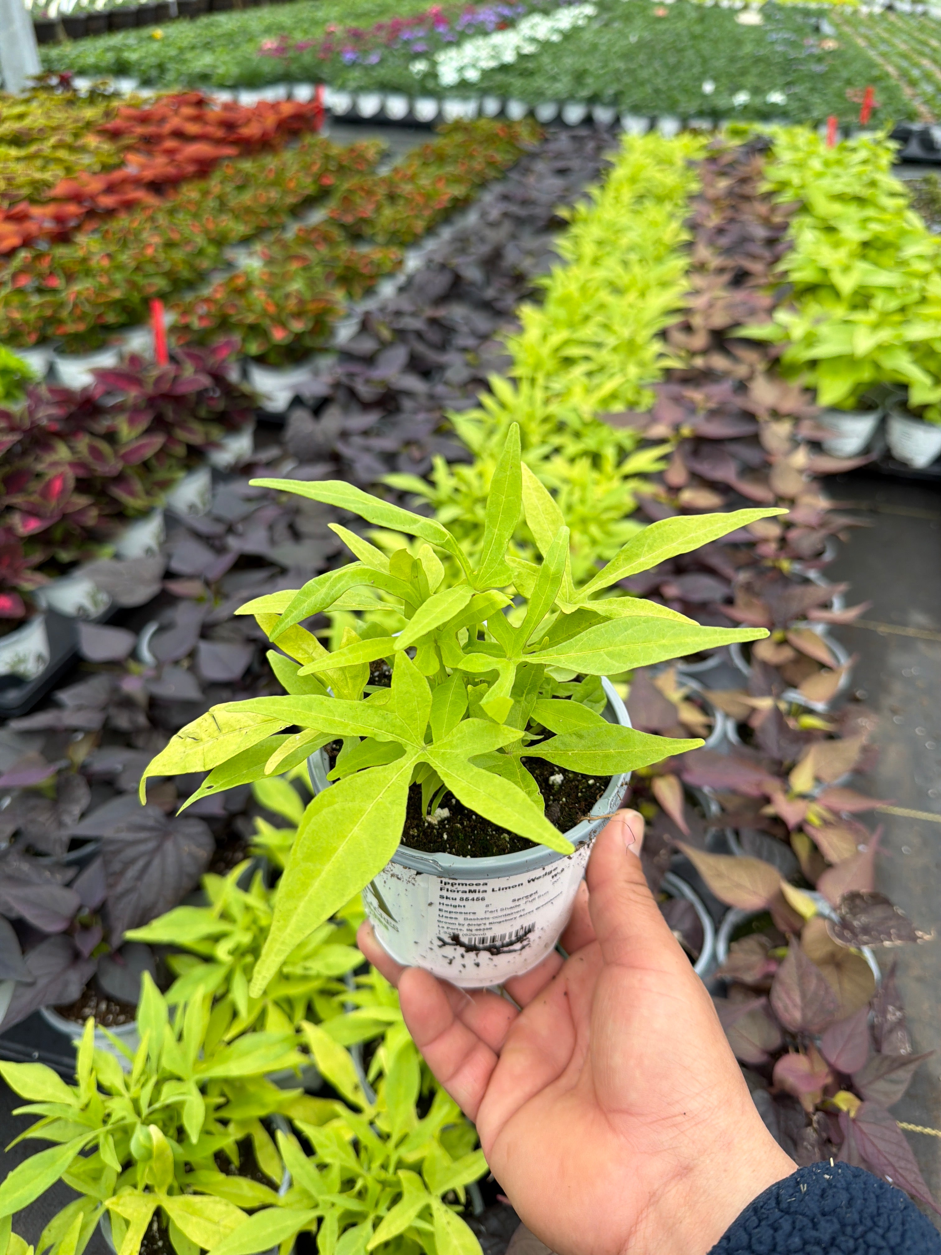 Ipomoea FloraMia Limon Wedge - 4.33" Premium Annual