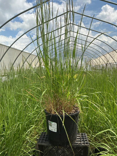 Calamagrostis Feather Reed Karl Foerster