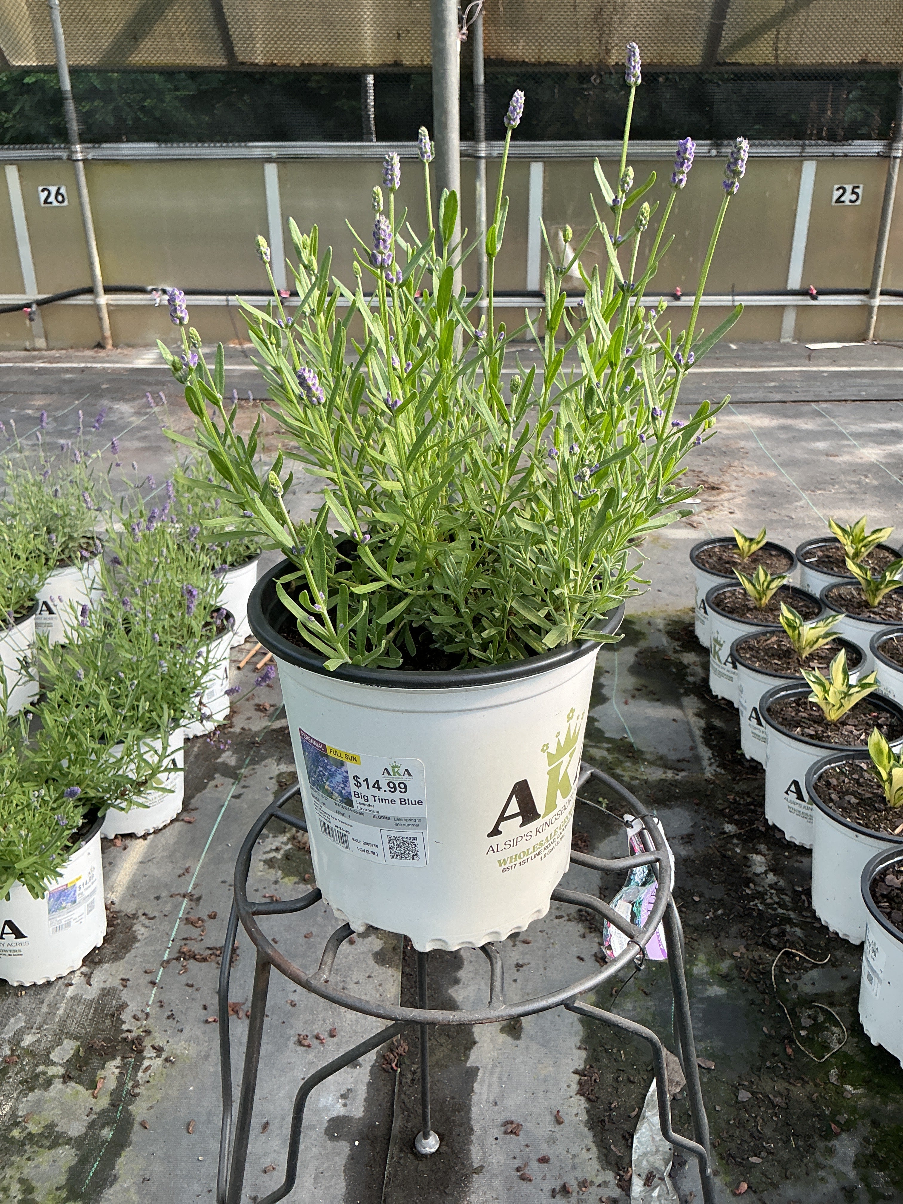 Lavandula Lavender Big Time Blue