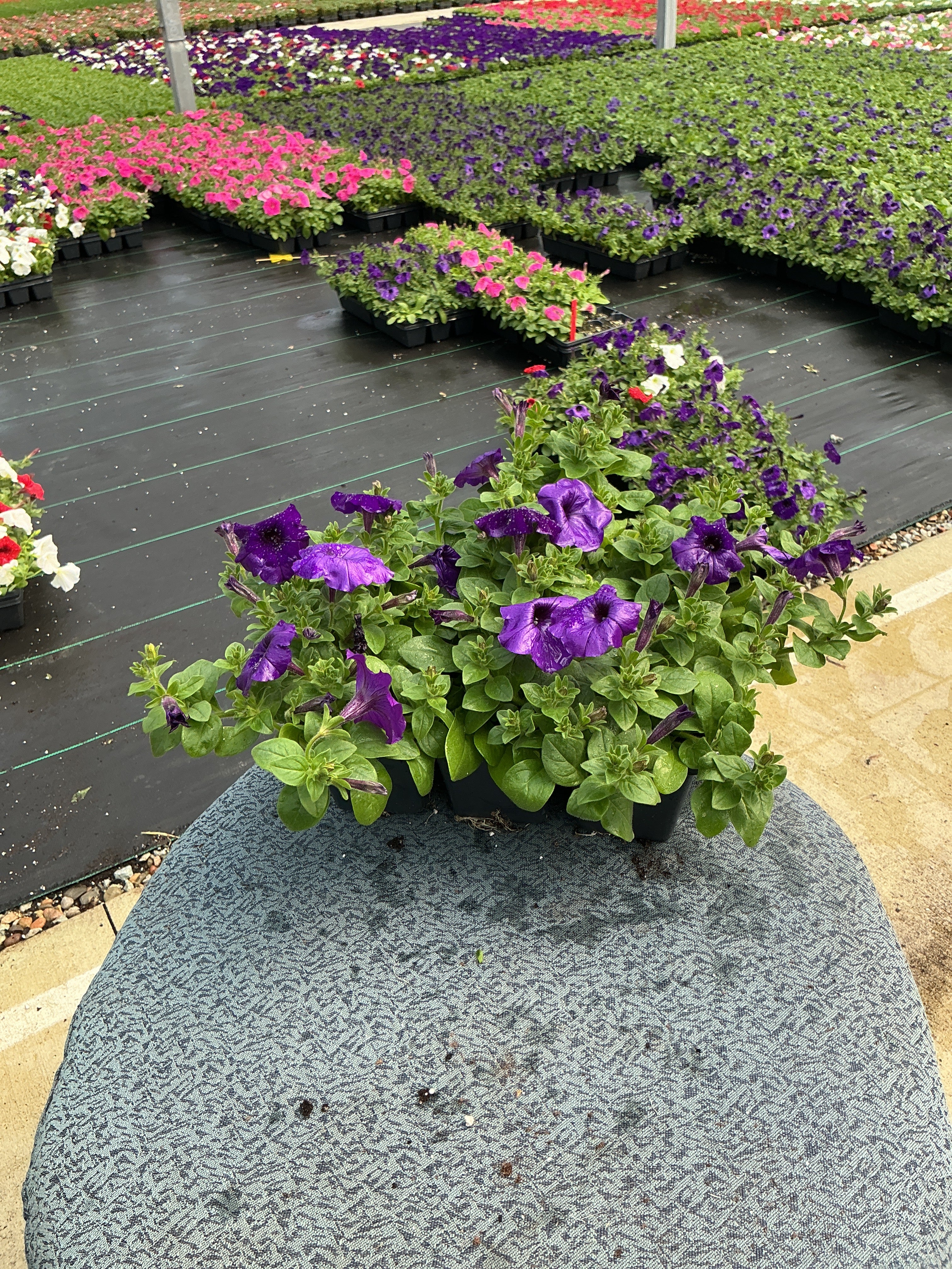 Petunia Easy Wave Blue - 6 Pack Annual