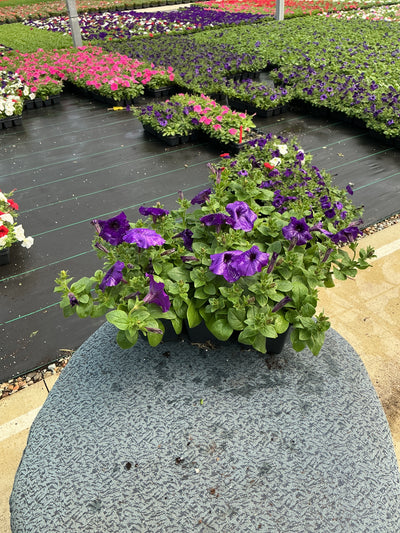 Petunia Easy Wave Blue - 6 Pack Annual