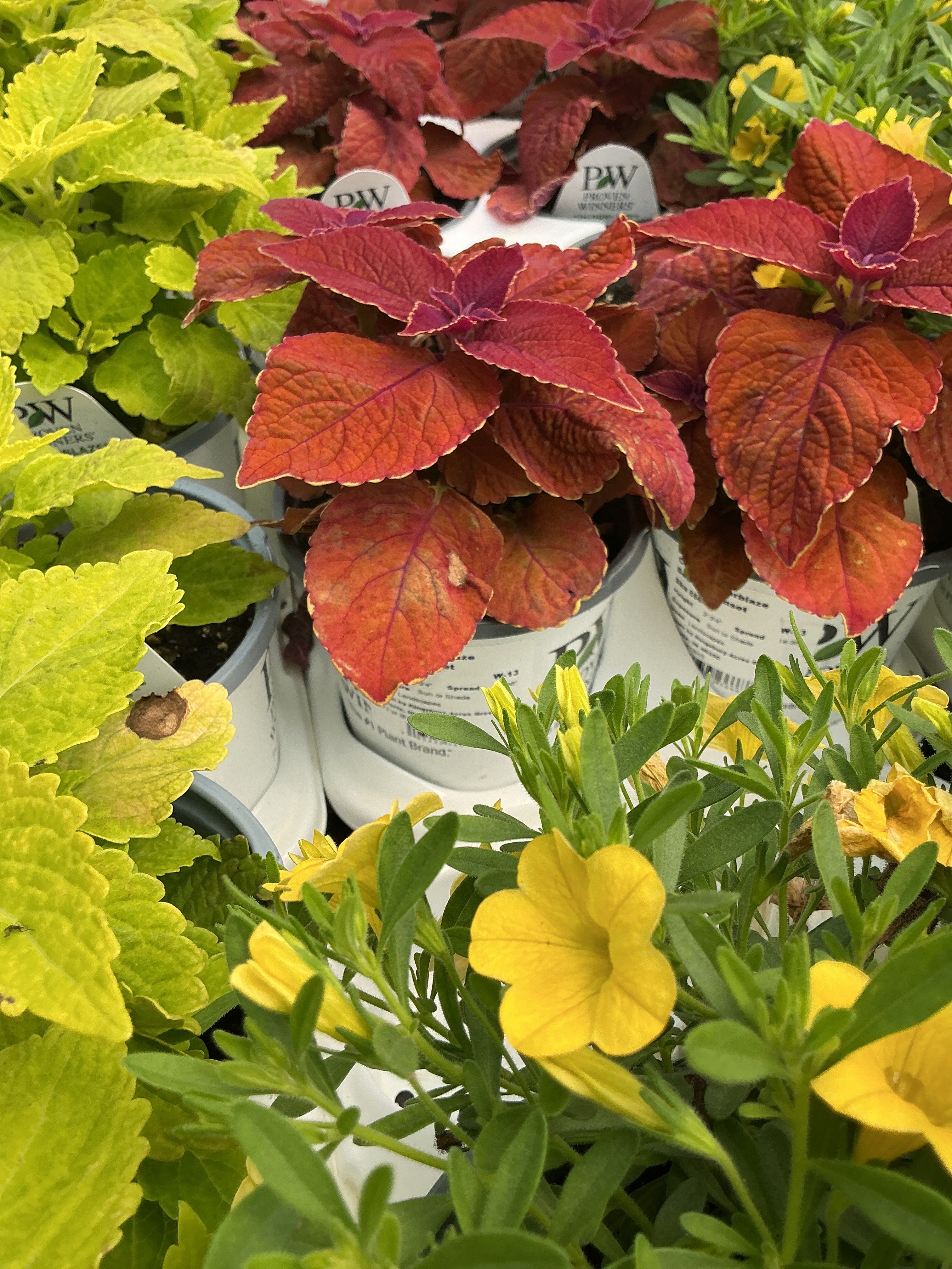 Coleus Colorblaze Sedona Sunset - 4.25" Proven Winners Annual