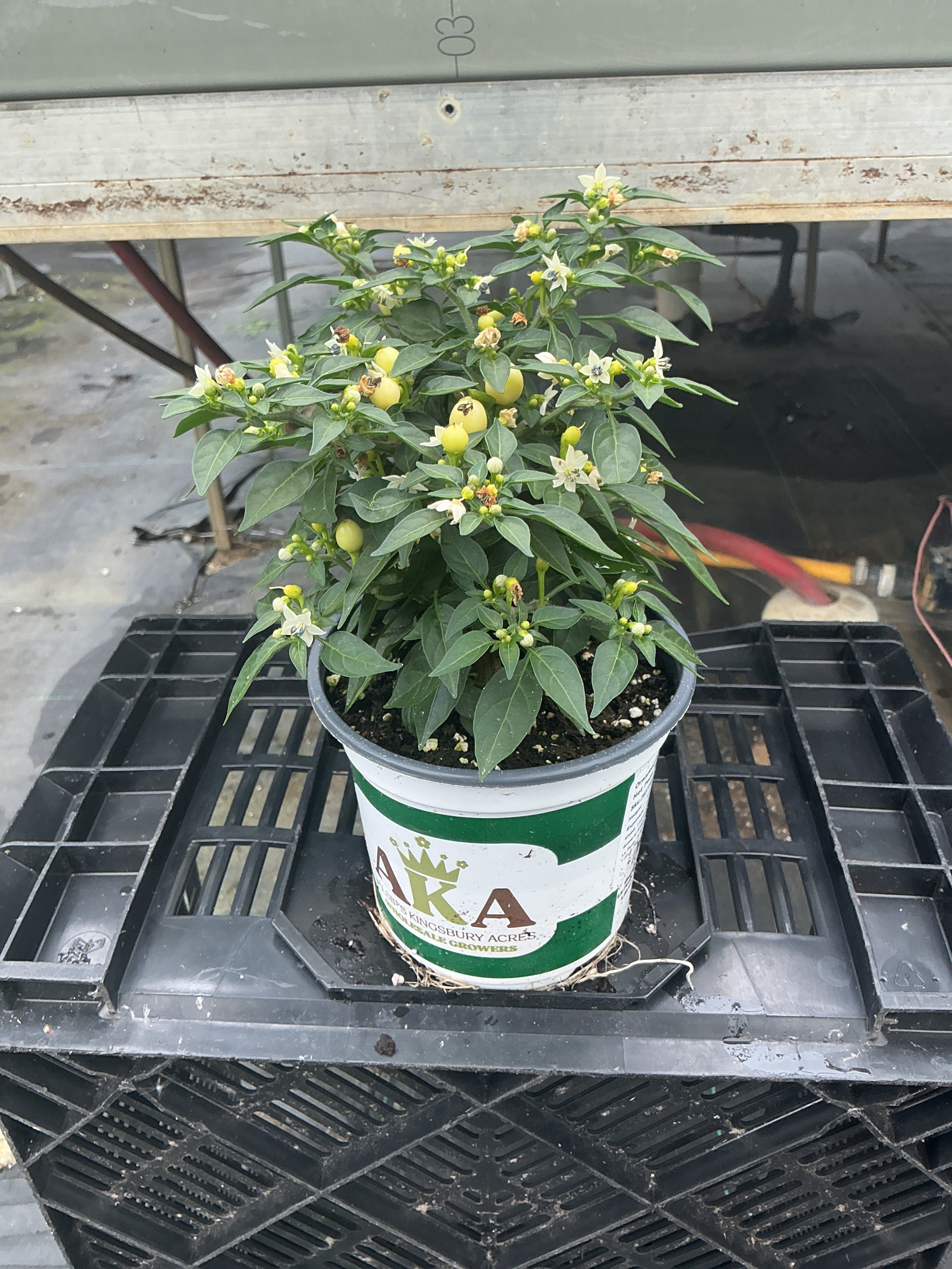 Hot Pops Yellow Ornamental Pepper - 5" Fall Annuals