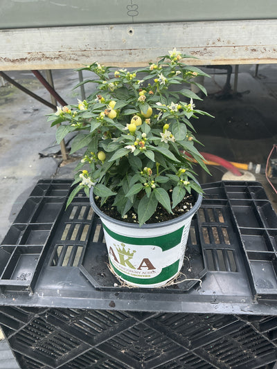 Hot Pops Yellow Ornamental Pepper - 5" Fall Annuals