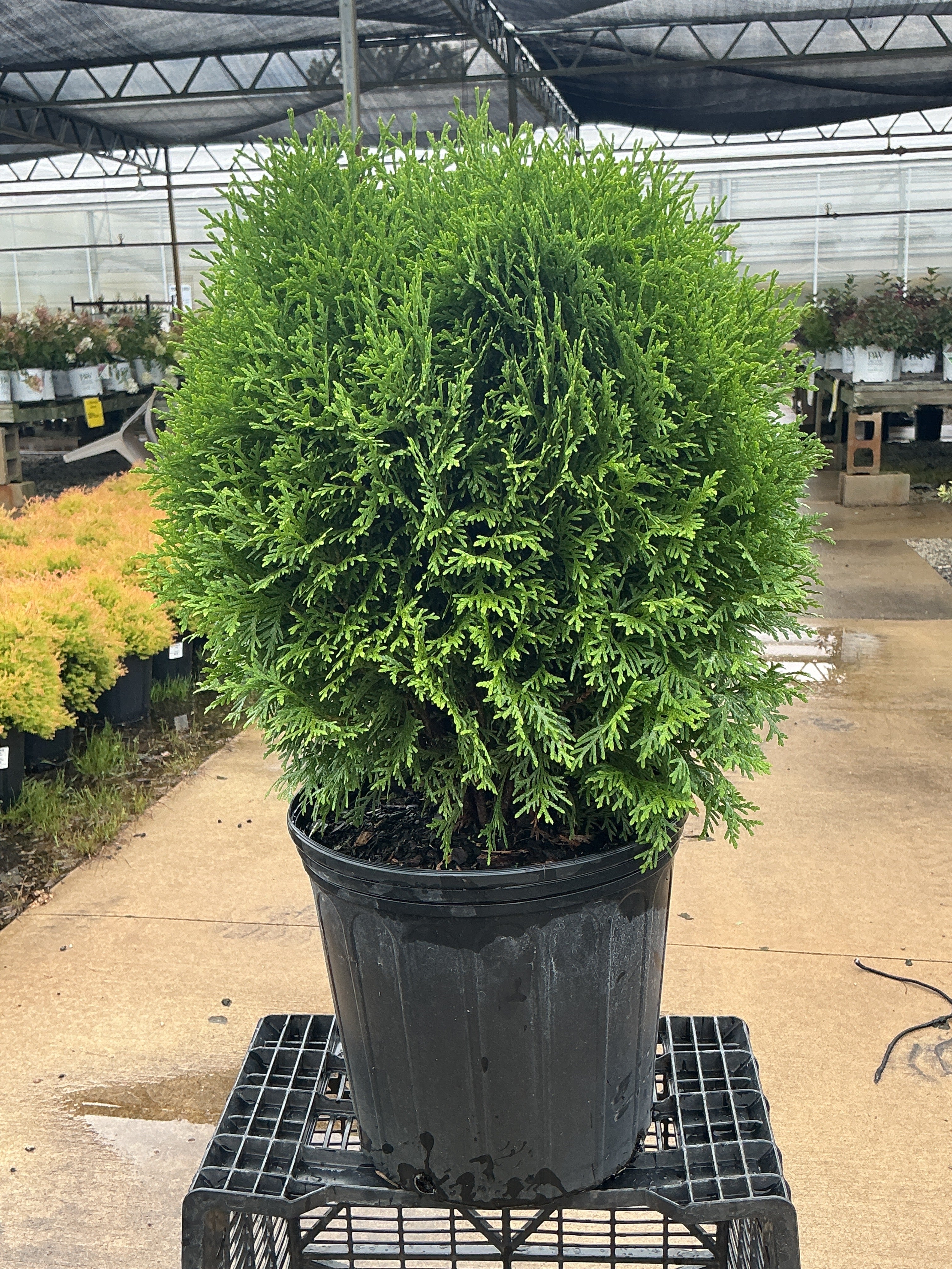Thuja Little Giant