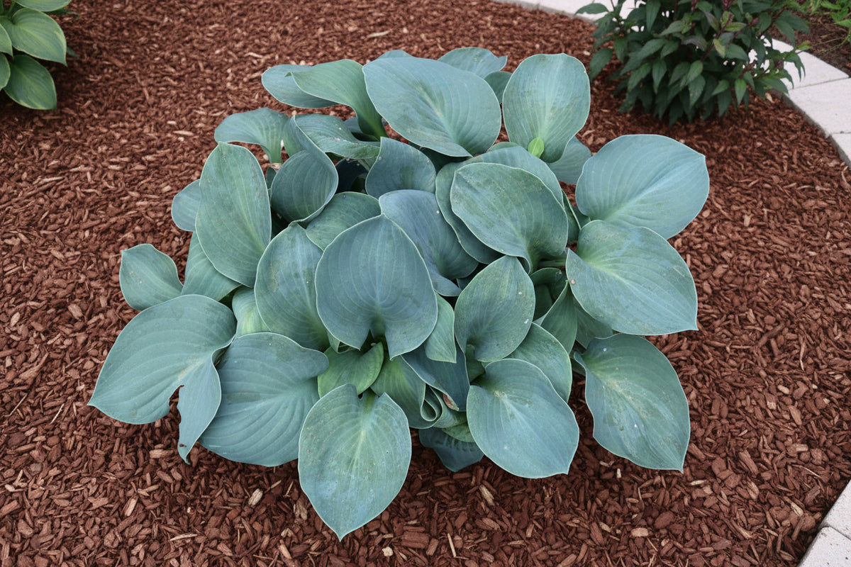 Hosta Plantain Lily Silver Bullet