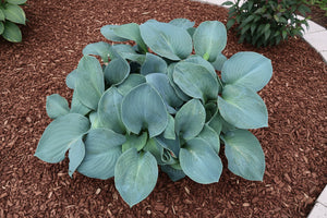 Hosta Plantain Lily Silver Bullet