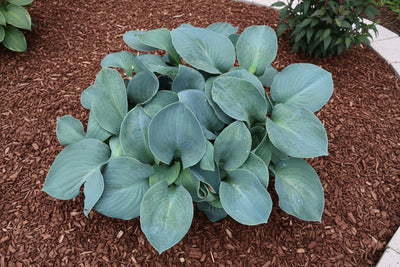 Hosta Plantain Lily Silver Bullet