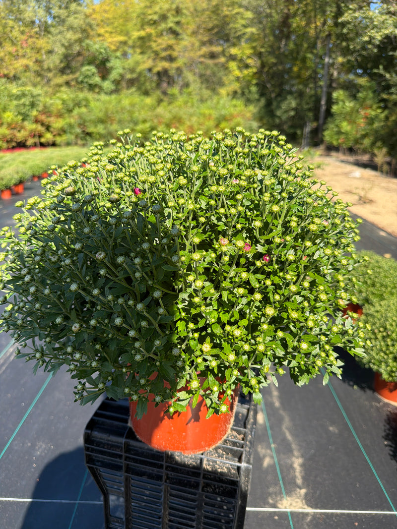 Milkshake Berry Pink - 8"x5" Potted Garden Mum