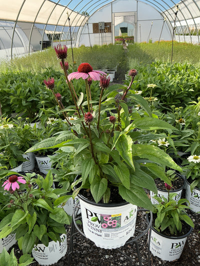 Echinacea Coneflower Color Coded The Fuchsia Is Bright