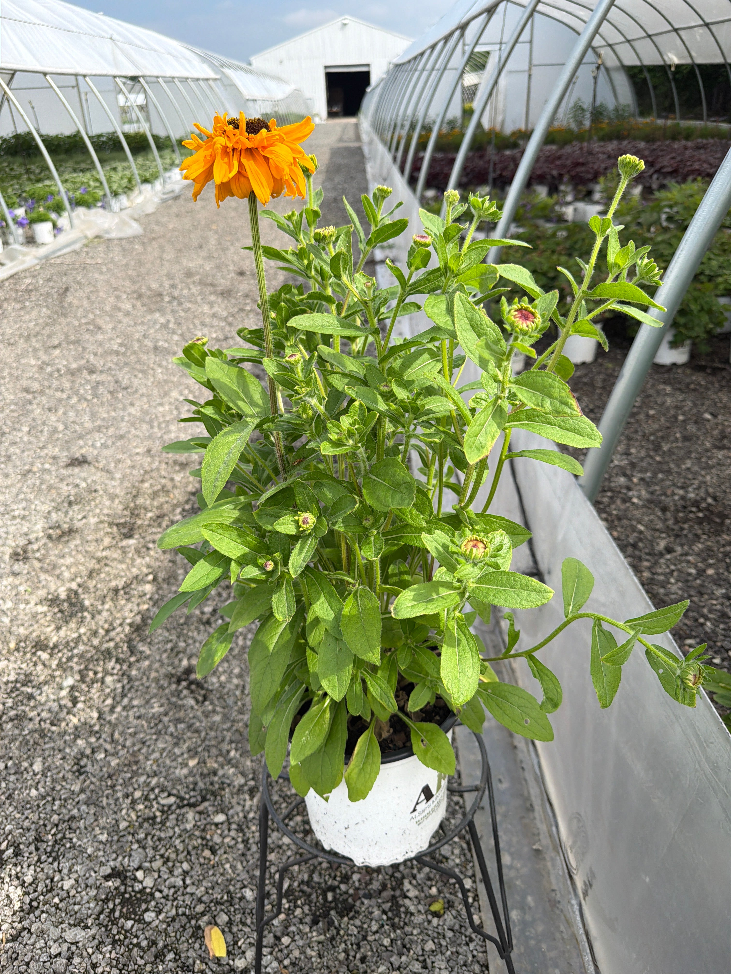 Rudbeckia Black Eyed Susan Goldilocks