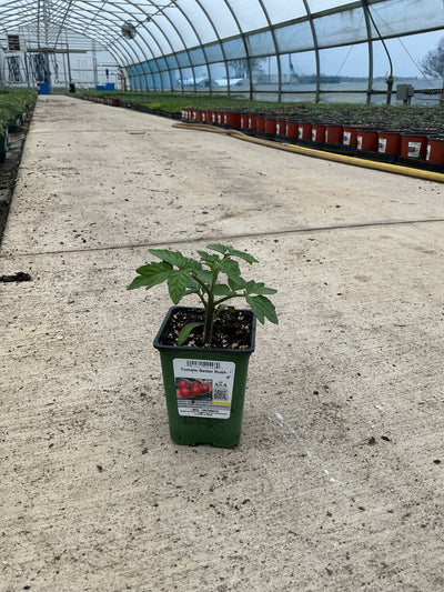 Tomato Better Bush - 4" Potted Vegetable