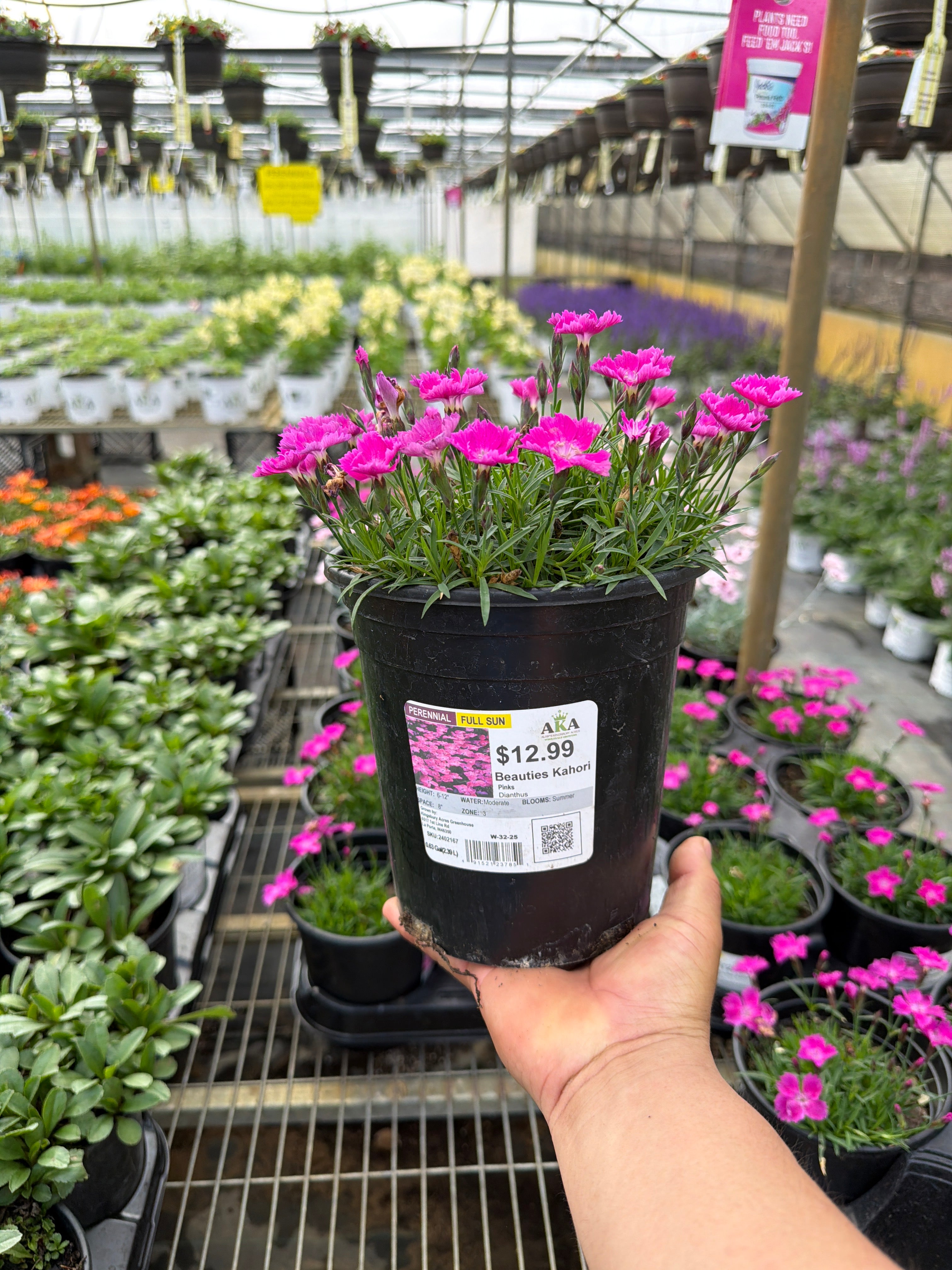 Dianthus Beauties Kahori Pink