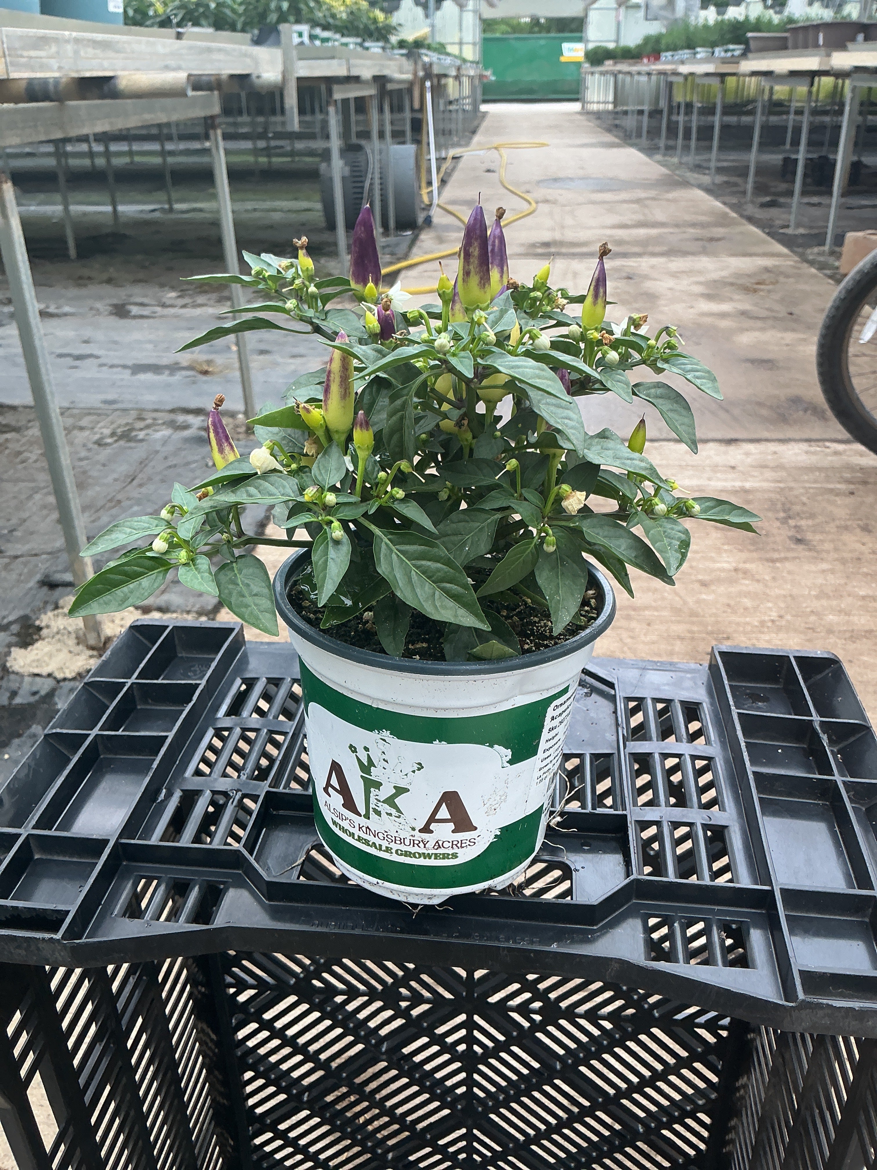 Acapulco Multicolor Ornamental Pepper - 5" Fall Annuals