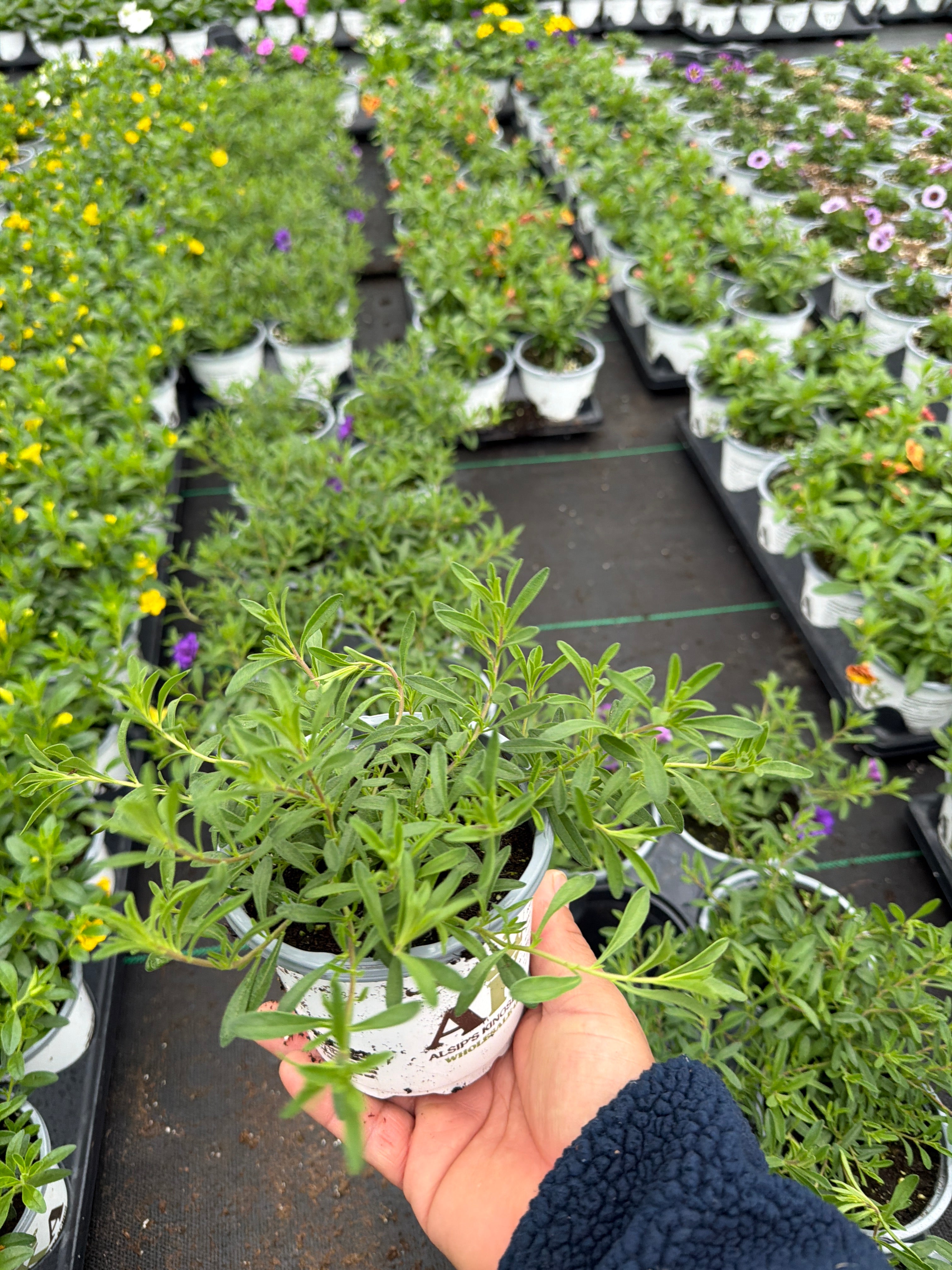 Calibrachoa MiniFamous Neo Double Blue Dark - 4.33" Premium Annual