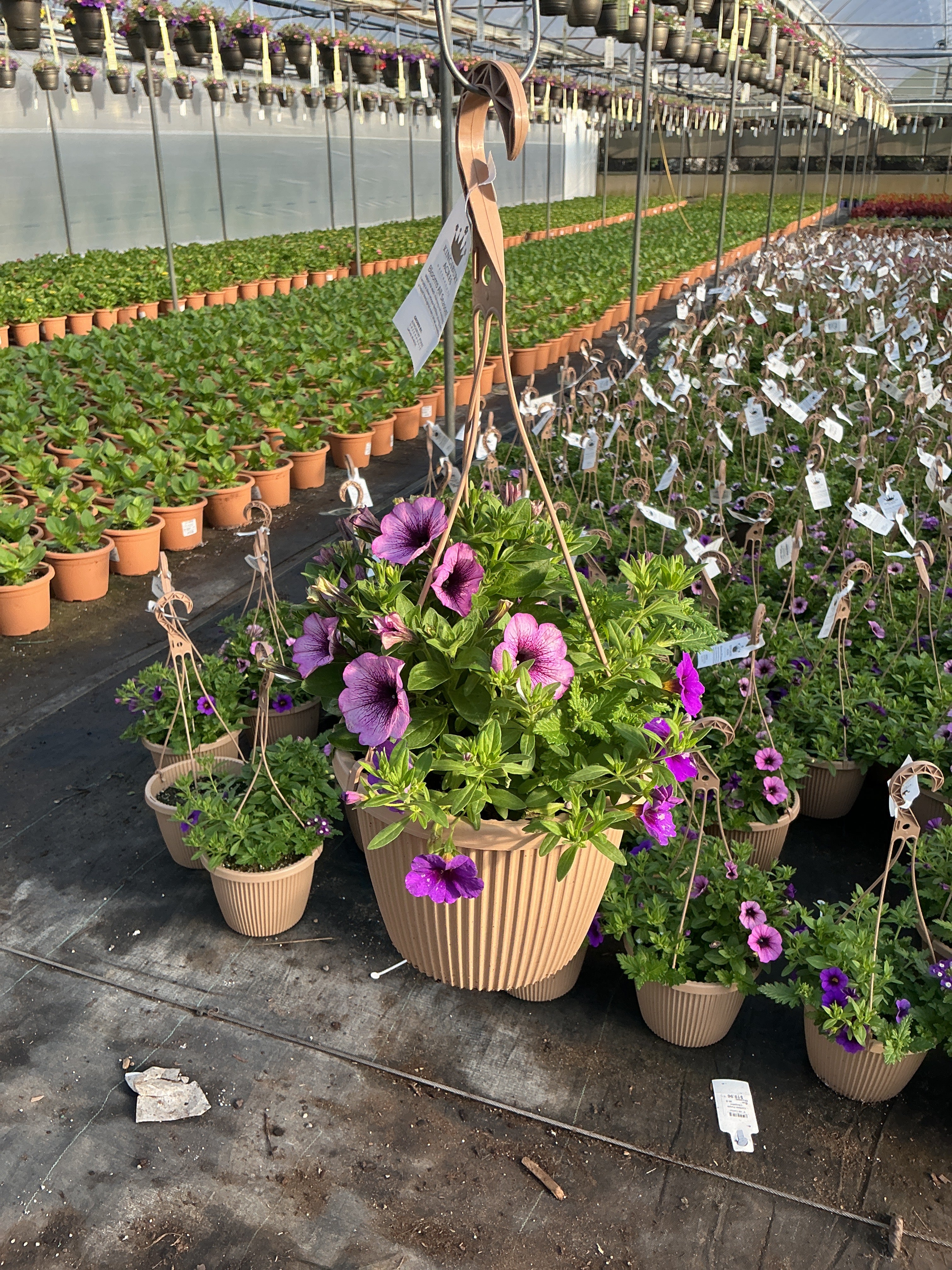 Confetti Purple Cleopatra - 8" Combination Hanging Basket