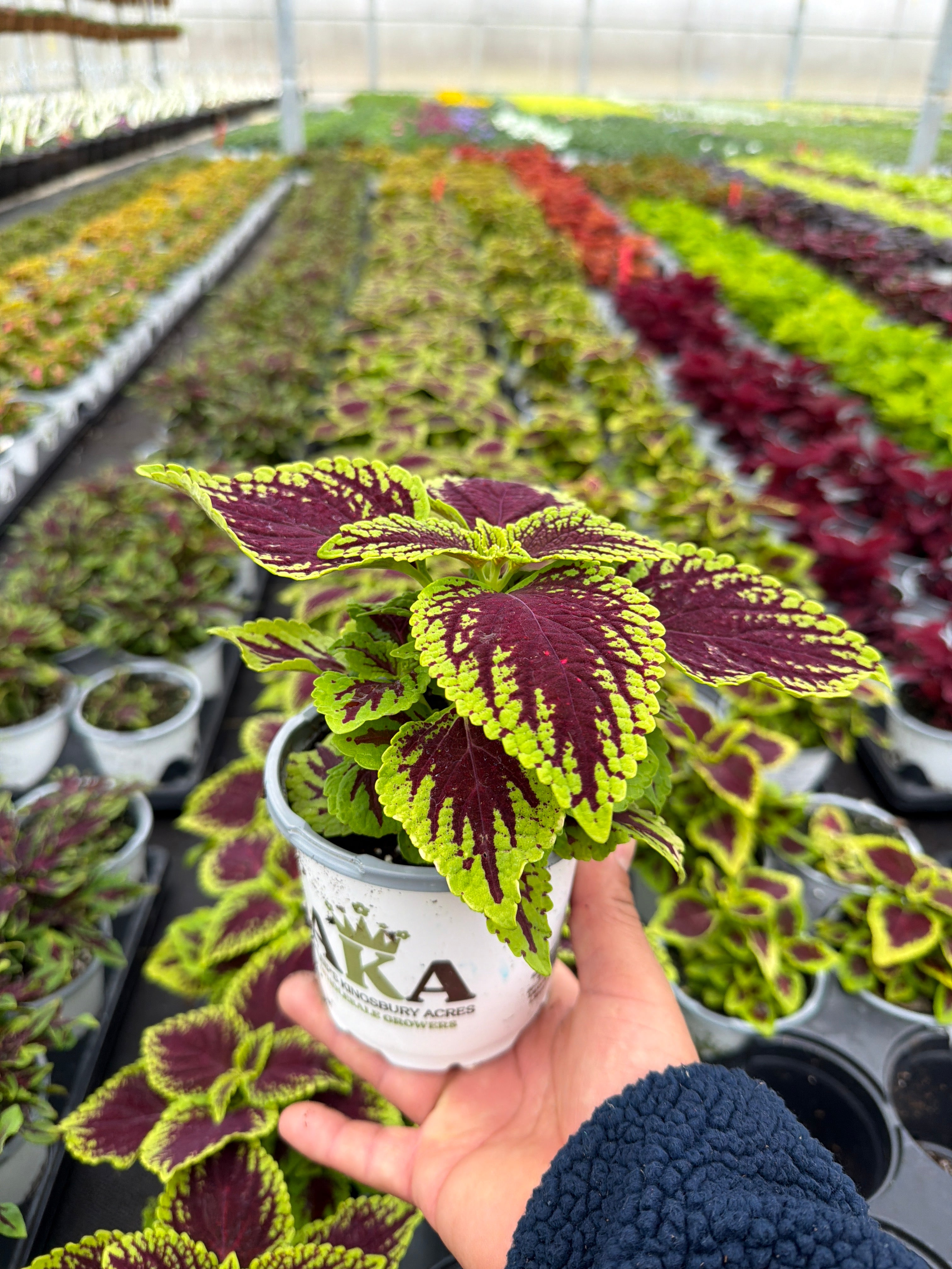 Coleus Dragon Heart - 4.33" Premium Annual