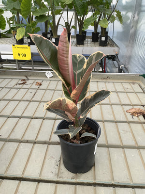 FO Ficus elastica Tineke