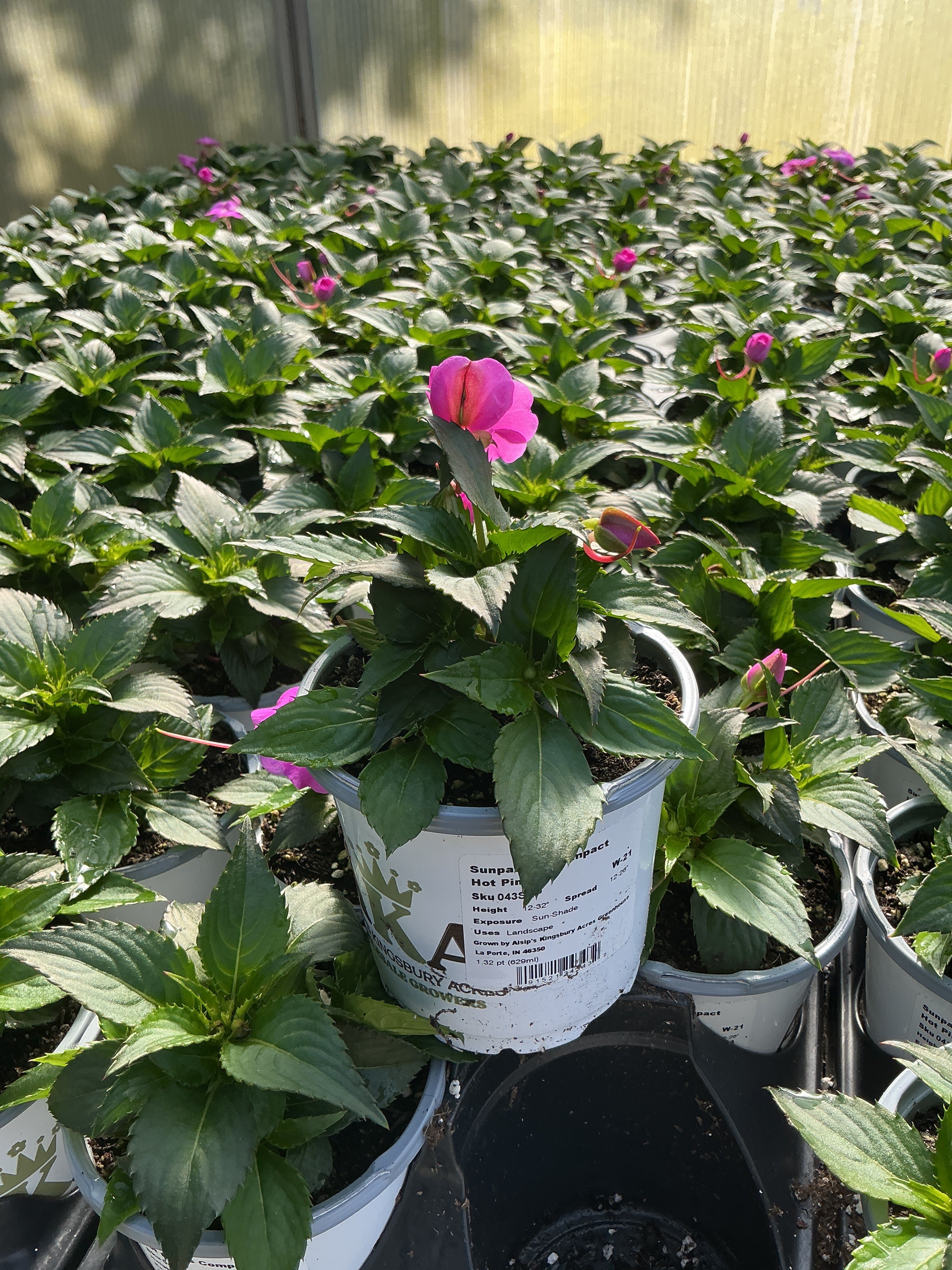SunPatiens Hot Pink - 4.33" Premium Annual