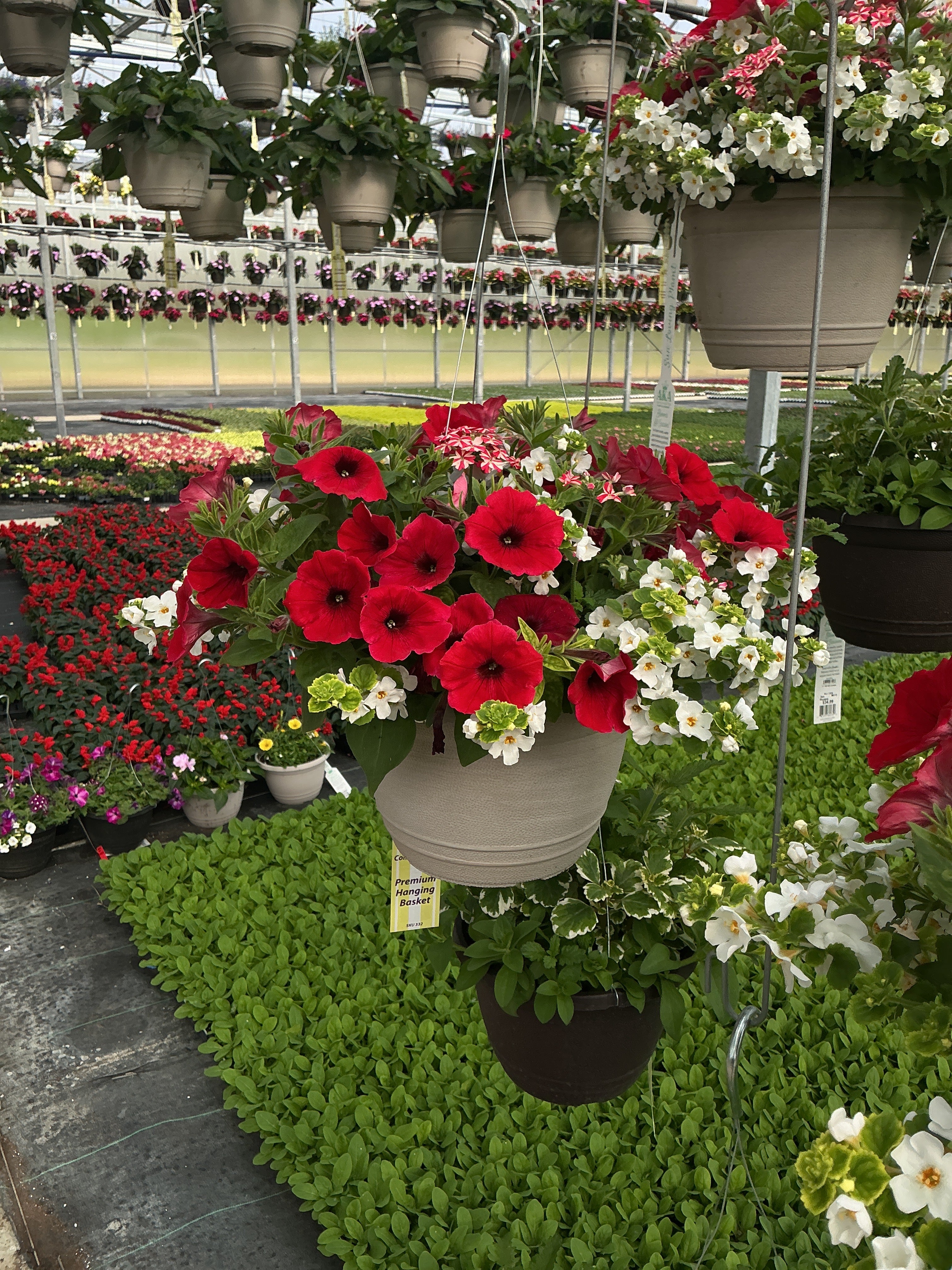 106 Peppermint Dreams - 11" Hanging Basket
