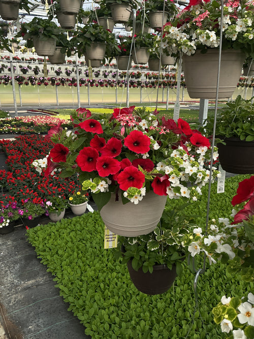 106 Peppermint Dreams - 11" Hanging Basket