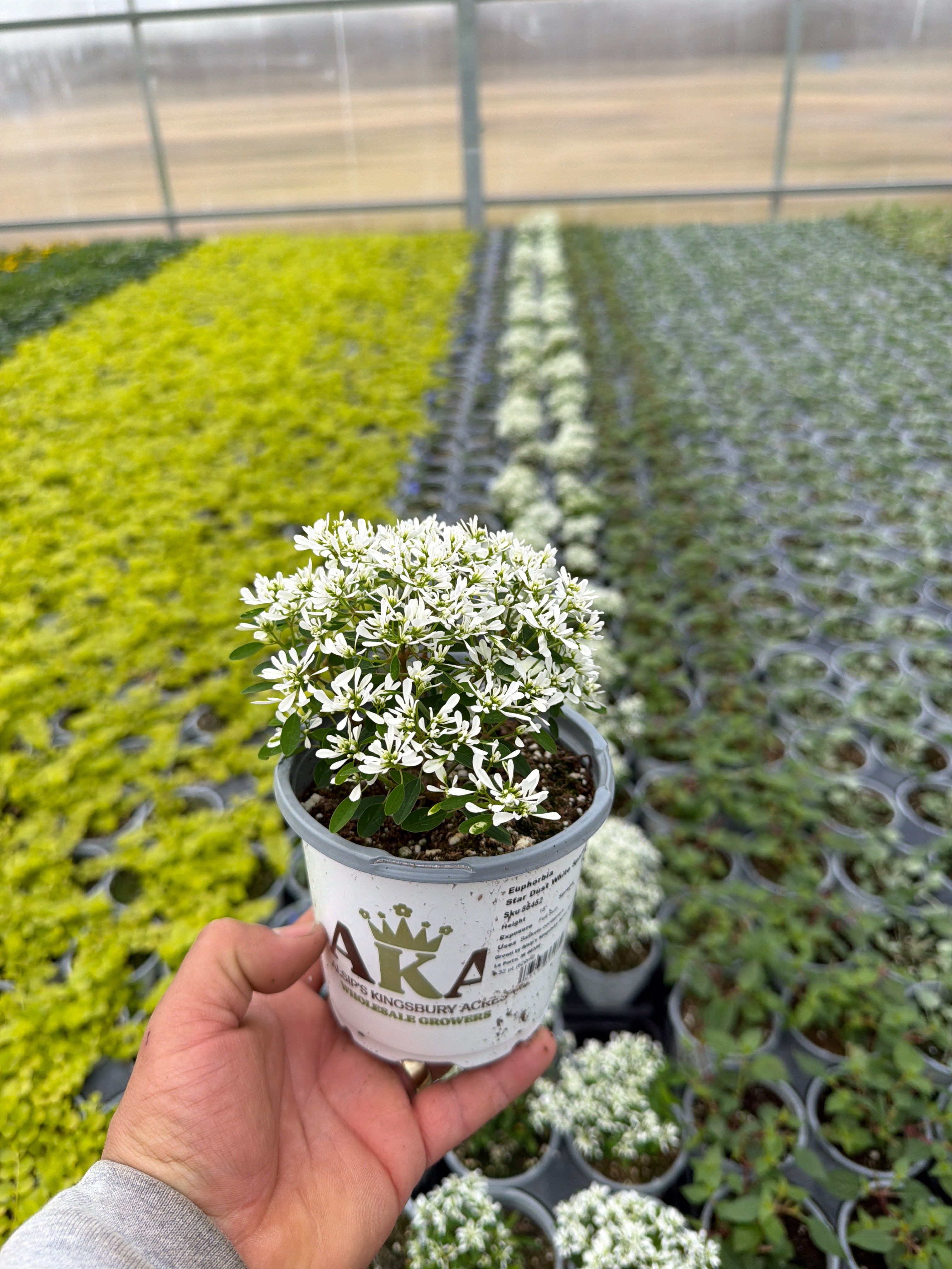 Euphorbia Star Dust White Sparkle - 4.33" Premium Annual